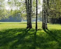 Зелено и опасно. Как подготовиться к летним прогулкам и не заблудиться