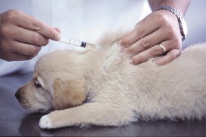 golden retriever puppy vacinating