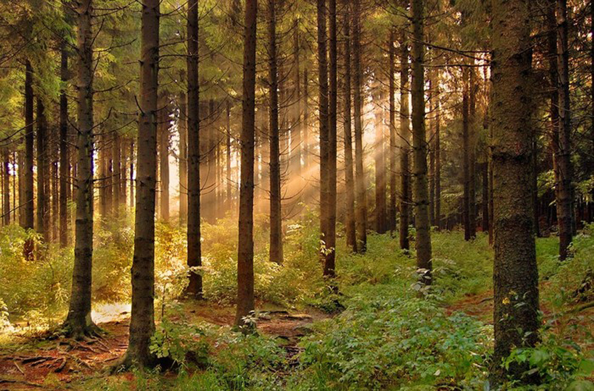 Лесной это. Природа лес. Лес картинки. Фото леса. Леса России.
