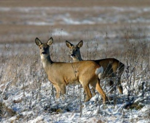 8498ef317d341485087da3a9b65fa41a