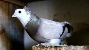 голубь