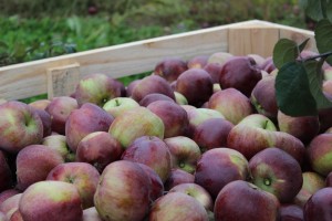 %d0%b0%d0%b3%d1%80%d0%be%d0%bc%d0%b8%d1%80-%d1%8f%d0%b1%d0%bb%d0%be%d0%ba%d0%b8